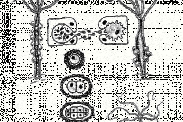 Kraken 23at